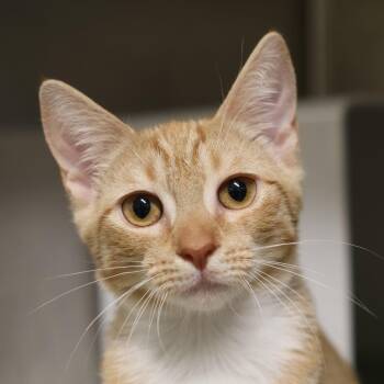 Tom -  Domestic Short Hair Cat for Adoption in Briarcliff Manor, New York - Tom | PetCurious