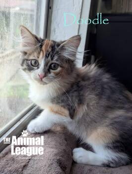 Doodle -  Domestic Long Hair and Extra Toes Cat Hemingway Polydactyl Cat for Adoption in Groveland, Florida - Doodle | PetCurious