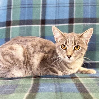 Bob -  Domestic Short Hair Cat for Adoption in Mt. Juliet, Tennessee - Bob | PetCurious