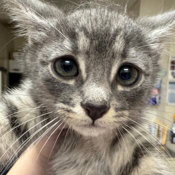 Emmy Demmy Dong (Group 1) -  Domestic Short Hair Cat Available for Adoption in Pekin, Illinois - Emmy Demmy Dong (Group 1) | PetCurious