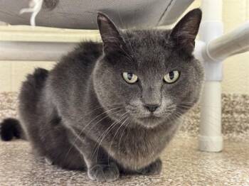 Domestic Short Hair Cats Available for Adoption in Pueblo, Colorado - OTTIS | PetCurious