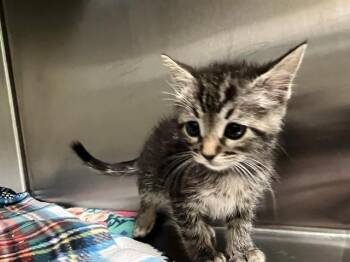 Domestic Short Hair Cats Available for Adoption in Tustin, California - MUFFIN | PetCurious