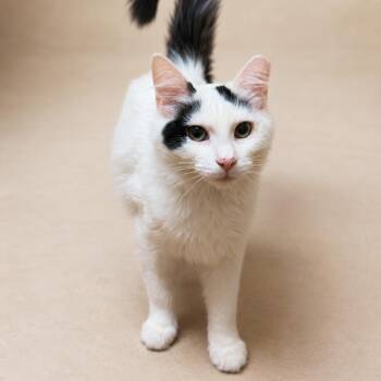Domino -  Domestic Medium Hair Cat for Adoption in Hopewell, Virginia - Domino | PetCurious