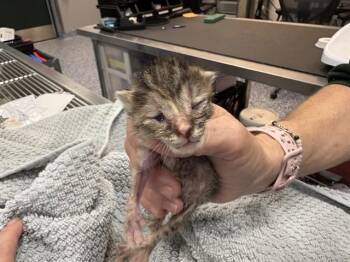 Domestic Short Hair Cats Available for Adoption in Thousand Palms, California - LIAM | PetCurious