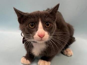 Maurice -  Domestic Short Hair Cat for Adoption in Woodbury, Minnesota - Maurice | PetCurious
