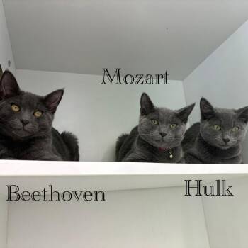 Hulk -  Domestic Short Hair Cat for Adoption in Hazlet, New Jersey - Hulk | PetCurious