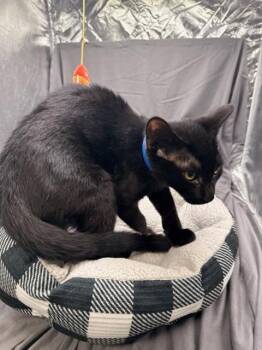 WILSON -  Domestic Short Hair Cat for Adoption in Grovetown, Georgia - WILSON | PetCurious