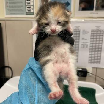 Miffy -  Domestic Short Hair Cat for Adoption in Chicago, Illinois - Miffy | PetCurious