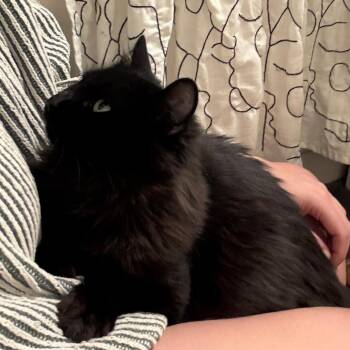 Domestic Long Hair Cats Available for Adoption in Merrifield, Virginia - Kahlua McKenzie | PetCurious