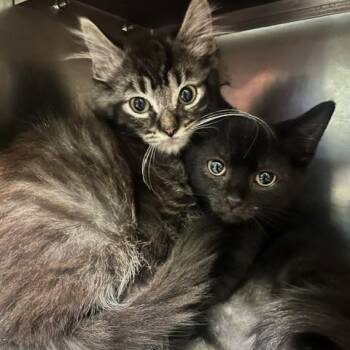 Orville Flops -  Domestic Short Hair Cat for Adoption in Dayton, Ohio - Orville Flops | PetCurious