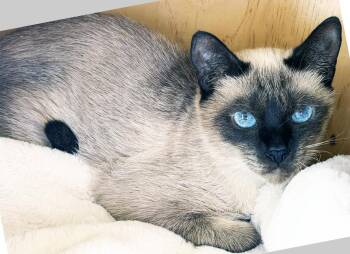 SISI -  Siamese Cat Available for Adoption in San Clemente, California - SISI | PetCurious