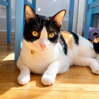 Taffy Marisol -  Calico and Domestic Short Hair Cat for Adoption in Friendswood, Texas - Taffy Marisol | PetCurious
