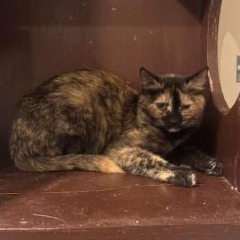 Domestic Short Hair Cats Available for Adoption - Everything C11020 | PetCurious