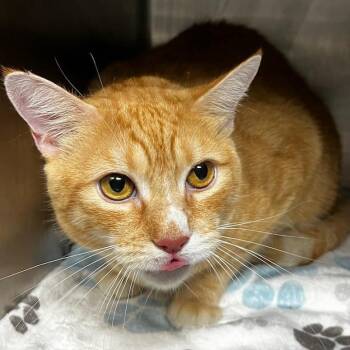 Domestic Short Hair Cats Available for Adoption in Newark, New Jersey - Mango | PetCurious