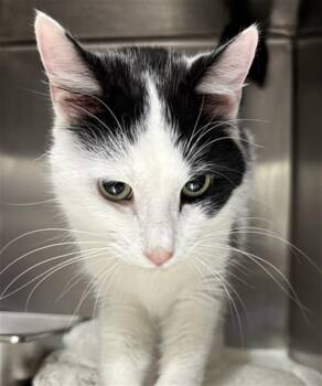 DODGER -  Domestic Short Hair Cat for Adoption - DODGER | PetCurious
