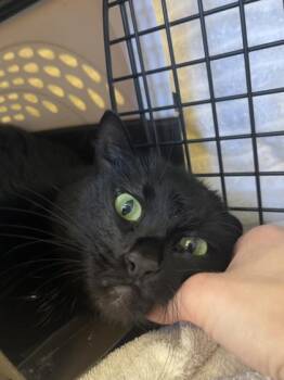 Domestic Short Hair Cats Available for Adoption in Kansas City, Missouri - Glitching On A Zoom Call | PetCurious