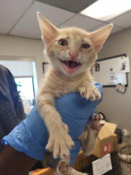 A143111 -  Domestic Short Hair Cat for Adoption in Burbank, California - A143111 | PetCurious