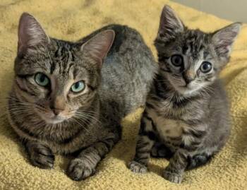 Persephone & Zagreus -  Domestic Short Hair Cat Available for Adoption in Mansfield, Connecticut - Persephone & Zagreus | PetCurious