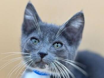 Mouse -  Domestic Short Hair Cat for Adoption in Portland, Oregon - Mouse | PetCurious