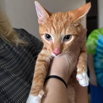 Dave The Magical Cheese Wizard -  Domestic Short Hair Cat for Adoption in Columbiana, Alabama - Dave The Magical Cheese Wizard | PetCurious