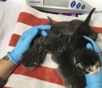 Domestic Short Hair Cats Available for Adoption in Riverside, California - A1914276 | PetCurious