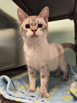 Babs -  Siamese Cat for Adoption in Weaverville, California - Babs | PetCurious