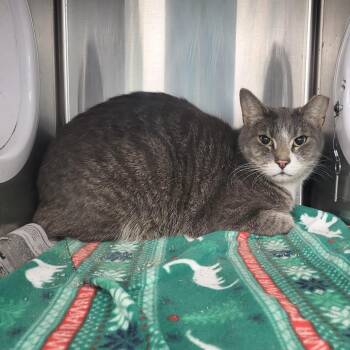 Domestic Short Hair Cats Available for Adoption - Arnold | PetCurious