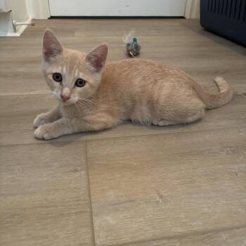 Chance - Costa Mesa Location ** Available Tuesday, 10/20 -  Domestic Long Hair Cat for Adoption in Chino Hills, California - Chance - Costa Mesa Location ** Available Tuesday, 10/20 | PetCurious