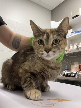 NOVA -  Domestic Short Hair Cat for Adoption in Indianapolis, Indiana - NOVA | PetCurious