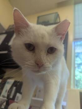 LEE -  Domestic Short Hair Cat for Adoption in Muskegon, Michigan - LEE | PetCurious