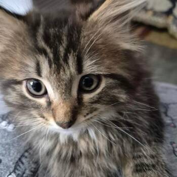 Shadow -  Domestic Medium Hair Cat for Adoption in Union City, Pennsylvania - Shadow | PetCurious