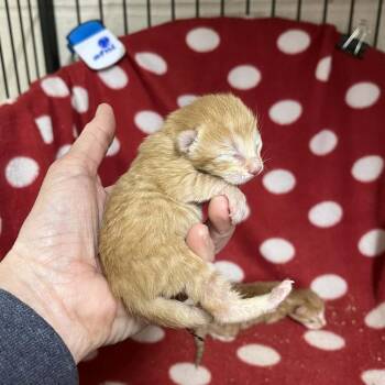 Taffy -  Domestic Short Hair Cat Available for Adoption in Hamilton, Georgia - Taffy | PetCurious