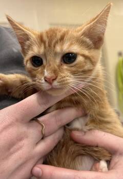 Kronk -  Domestic Short Hair Cat for Adoption in Fishers, Indiana - Kronk | PetCurious