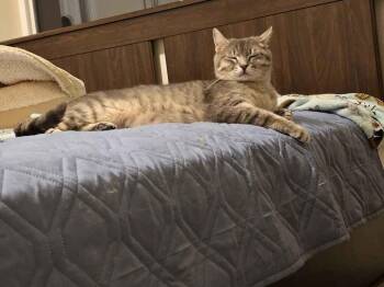 Domestic Short Hair Cats Available for Adoption in Vancouver, Washington - Astrid | PetCurious