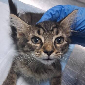 Oreana -  Domestic Short Hair Cat for Adoption in Summerville, South Carolina - Oreana | PetCurious