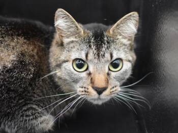 Domestic Short Hair Cats Available for Adoption - Girlly | PetCurious