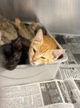Finbar -  Domestic Short Hair Cat for Adoption in Heathsville, Virginia - Finbar | PetCurious