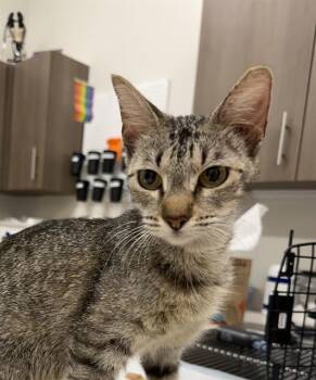 ALMA -  Domestic Short Hair Cat for Adoption in Baytown, Texas - ALMA | PetCurious