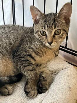 Rachel -  Domestic Short Hair Cat for Adoption in Lunenburg, Massachusetts - Rachel | PetCurious