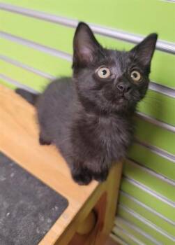 GRETTA -  Domestic Short Hair Cat for Adoption in St. Peters, Missouri - GRETTA | PetCurious