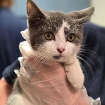 Crunchie Kat -  Domestic Medium Hair Cat Available for Adoption in Charleston, West Virginia - Crunchie Kat | PetCurious