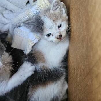 Allie -  Domestic Medium Hair Cat for Adoption in Lake Jackson, Texas - Allie | PetCurious