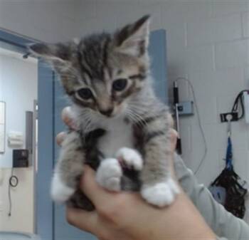 CALIPSO -  Domestic Short Hair Cat for Adoption in Salinas, California - CALIPSO | PetCurious