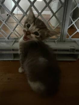 Shiny -  Domestic Short Hair Cat for Adoption - Shiny | PetCurious