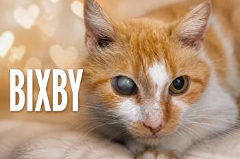 Bixby: Foster Requested (FCID# 6/2/26-72 Trainer) -  Tabby Cat for Adoption in Greenville, Delaware - Bixby: Foster Requested (FCID# 6/2/26-72 Trainer) | PetCurious