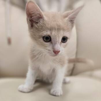 Acura -  Domestic Short Hair Cat for Adoption in Wickenburg, Arizona - Acura | PetCurious