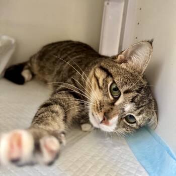 Rescue Domestic Short Hair Cats for Adoption in Ramsey, New Jersey - Nutmeg | PetCurious