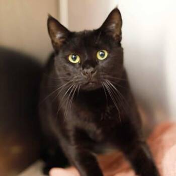 Domestic Short Hair Cats Available for Adoption in Atlanta, Georgia - Pixie | PetCurious
