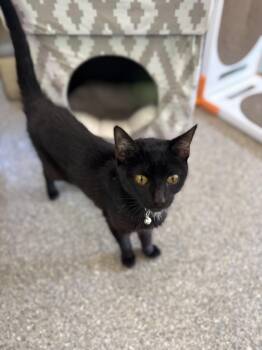Rescue Domestic Short Hair Cats for Adoption in Warren, Ohio - Jasmine | PetCurious
