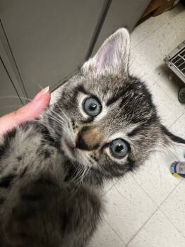 Rescue Domestic Short Hair Cats for Adoption in Meriden, Connecticut - Meredith | PetCurious